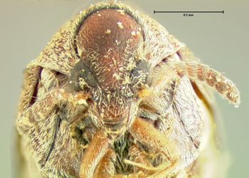 Media type: image;   Entomology 8201 Aspect: head frontal view